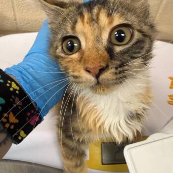 Carrot Cake -  Domestic Short Hair Cat for Adoption in Troy, Virginia - Carrot Cake | PetCurious