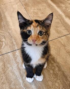 Sunny -  Calico and Domestic Short Hair Cat for Adoption in Greensburg, Pennsylvania - Sunny | PetCurious