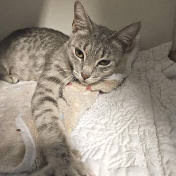 Dolly -  Domestic Short Hair Cat for Adoption in Las Vegas, Nevada - Dolly | PetCurious