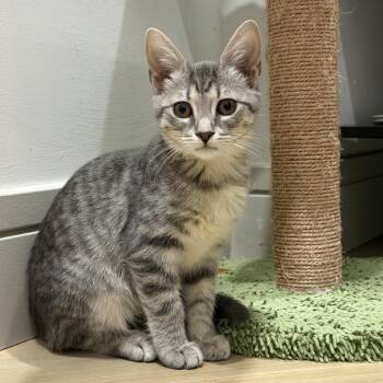 Nila -  Domestic Short Hair Cat for Adoption in Jupiter, Florida - Nila | PetCurious