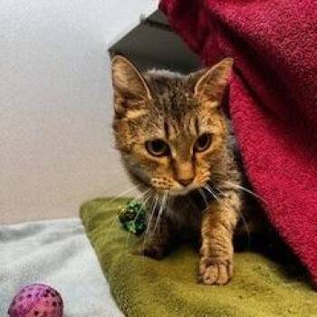 Domestic Short Hair Cats Available for Adoption - Maggie | PetCurious