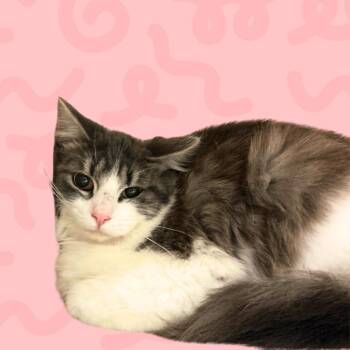 Sugar -  Domestic Medium Hair Cat for Adoption in Reno, Nevada - Sugar | PetCurious