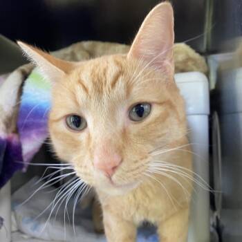 Lean Cuisine -  Domestic Short Hair Cat Available for Adoption in Walker, Michigan - Lean Cuisine | PetCurious