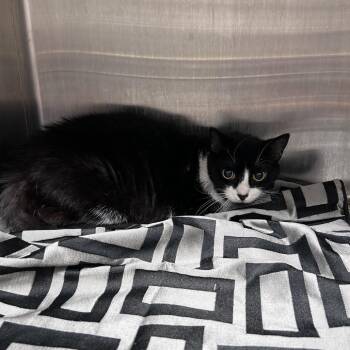 Sauce -  Domestic Short Hair Cat for Adoption in Morganton, North Carolina - Sauce | PetCurious