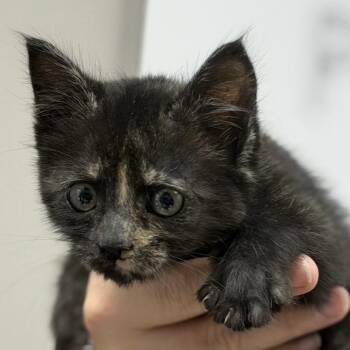 Boop -  Domestic Medium Hair Cat for Adoption in Midland, Texas - Boop | PetCurious