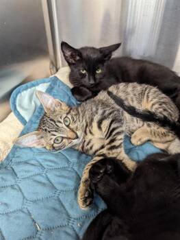 Rescue Domestic Short Hair Cats for Adoption in Brunswick, Georgia - KAY | PetCurious