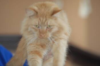 Rescue Domestic Medium Hair Cats for Adoption in Mount Pleasant, Pennsylvania - Angelo | PetCurious