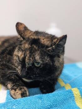 Domestic Short Hair Cats Available for Adoption - Honks | PetCurious