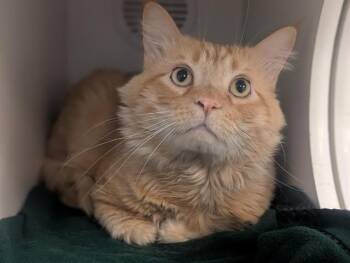 Domestic Short Hair Cats Available for Adoption in Camarillo, California - SIMBA | PetCurious