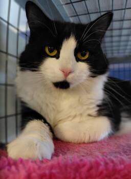 Ava -  Domestic Long Hair Cat for Adoption in Littleton, New Hampshire - Ava | PetCurious