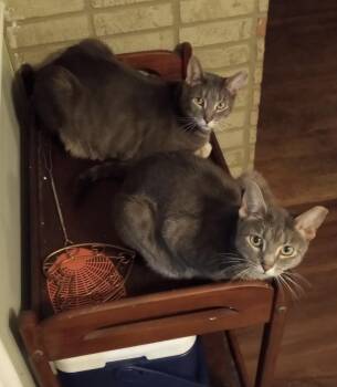 Tom & Amora -  Domestic Short Hair Cat for Adoption in Seven Valleys, Pennsylvania - Tom & Amora | PetCurious