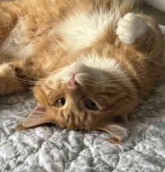 Morgan -  Maine Coon Cat for Adoption in Cincinnati, Ohio - Morgan | PetCurious