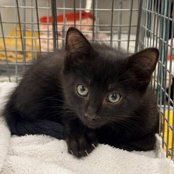 Rogue -  Domestic Medium Hair Cat for Adoption in Las Cruces, New Mexico - Rogue | PetCurious