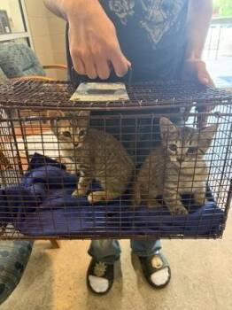 Maddox -  Domestic Medium Hair and Domestic Short Hair Cat for Adoption in Morristown, New Jersey - Maddox | PetCurious