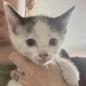 Rook -  Domestic Short Hair Cat for Adoption in Eureka Springs, Arkansas - Rook | PetCurious