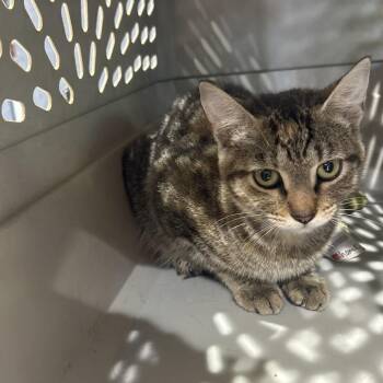 Ms Jason -  Domestic Short Hair Cat for Adoption in Livingston, Texas - Ms Jason | PetCurious
