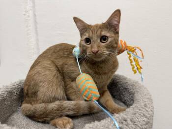Luzolo -  Tabby and Domestic Short Hair Cat for Adoption in Phoenix, Arizona - Luzolo | PetCurious