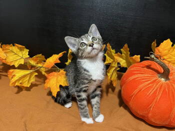 Rescue Tabby and Domestic Short Hair Cats for Adoption in Fayetteville, Georgia - Lena | PetCurious