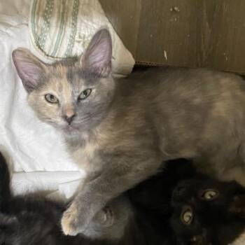 Mustard -  Domestic Medium Hair Cat for Adoption in Los Angeles, California - Mustard | PetCurious