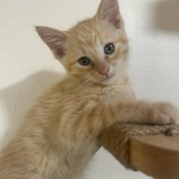 Clark JT 0426 -  Domestic Short Hair Cat for Adoption - Clark JT 0426 | PetCurious