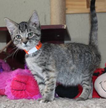 Rescue Domestic Short Hair Cats for Adoption in Huron, South Dakota - Bugsy | PetCurious