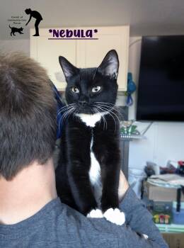 Nebula -  Domestic Short Hair Cat for Adoption in Centerville, Utah - Nebula | PetCurious