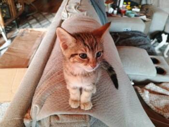 Shrek -  Domestic Short Hair Cat for Adoption in Aurora, Colorado - Shrek | PetCurious
