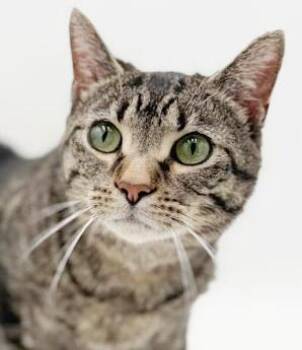 Tabby and Bengal Cats Available for Adoption in Bedford Hills, New York - Kleophus Is The KING Of Cuddles!  BIG CHONKY LOVER - Therapy Swe | PetCurious
