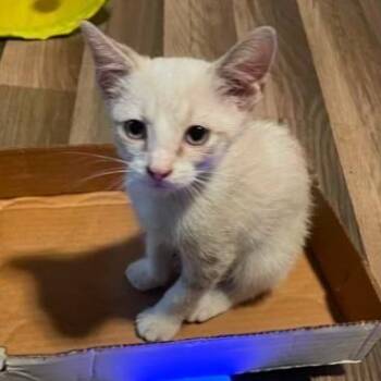 Barnaby -  Domestic Short Hair Cat for Adoption in Austin, Texas - Barnaby | PetCurious