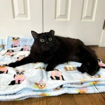 Jacko -  Domestic Medium Hair Cat Available for Adoption in Raleigh, North Carolina - Jacko | PetCurious