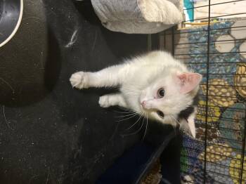 Lola -  Domestic Long Hair Cat for Adoption in Havertown, Pennsylvania - Lola | PetCurious