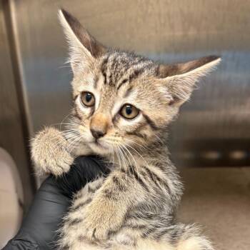 Bashful (grey collar) -  Domestic Short Hair Cat for Adoption in Winston-salem, North Carolina - Bashful (grey Collar) | PetCurious