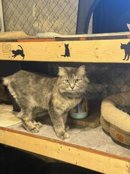 Sage (BONDED PAIR) -  Domestic Long Hair Cat for Adoption in Bolton, Connecticut - Sage (BONDED PAIR) | PetCurious