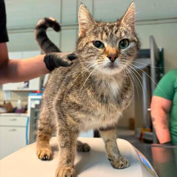 Cookie + 4 -  Domestic Short Hair Cat for Adoption in Huntington, West Virginia - Cookie + 4 | PetCurious