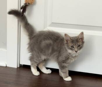 Rambo -  Domestic Long Hair Cat for Adoption in Breinigsville, Pennsylvania - Rambo | PetCurious