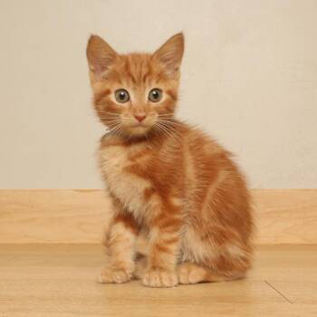 Pesto C70792 -  Domestic Short Hair Cat for Adoption in Minnetonka, Minnesota - Pesto C70792 | PetCurious