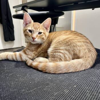 Deku -  Domestic Short Hair Cat for Adoption in Richmond, Virginia - Deku | PetCurious
