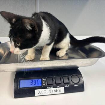 Candy Corn -  Domestic Short Hair Cat for Adoption in Saint Joseph, Missouri - Candy Corn | PetCurious