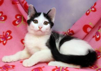 Rescue Domestic Short Hair Cats for Adoption in Tierra Verde, Florida - Calais | PetCurious