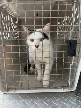 RANDALL -  Domestic Short Hair Cat for Adoption in Palmetto, Florida - RANDALL | PetCurious