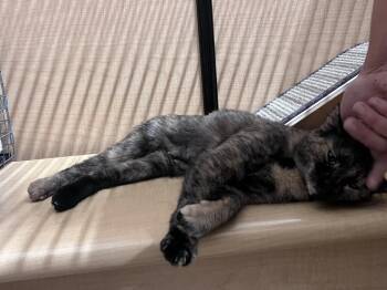 Tortuga -  Domestic Short Hair Cat for Adoption in East Hartford, Connecticut - Tortuga | PetCurious