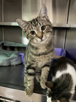 Rescue Domestic Short Hair Cats for Adoption in Oakdale, California - Kai | PetCurious