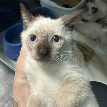 Keanu -  Siamese Cat for Adoption in Lake Jackson, Texas - Keanu | PetCurious