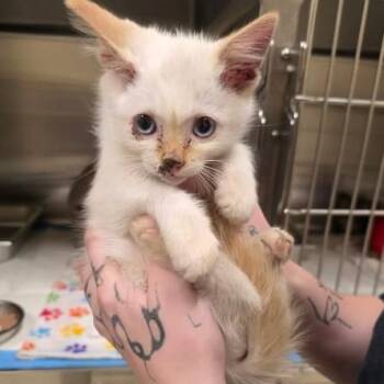 Dexter -  Domestic Short Hair Cat for Adoption in Fort Collins, Colorado - Dexter | PetCurious