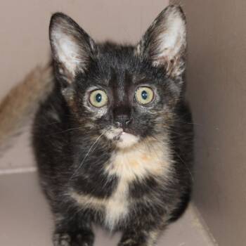 Korra -  Domestic Short Hair Cat for Adoption in Hattiesburg, Mississippi - Korra | PetCurious