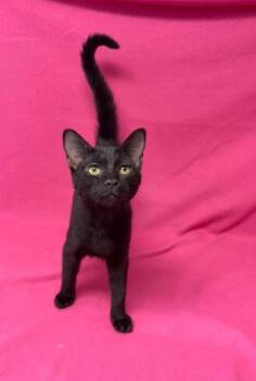 Gabe -  Domestic Short Hair Cat for Adoption in Kingsland, Georgia - Gabe | PetCurious