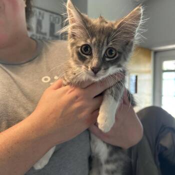 Murphy -  Domestic Long Hair Cat for Adoption in Ferndale, Michigan - Murphy | PetCurious
