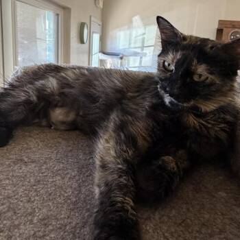 Gidget -  Domestic Medium Hair Cat for Adoption in Jackson, California - Gidget | PetCurious