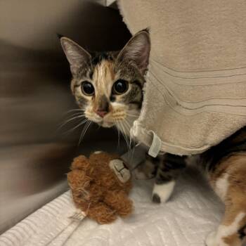 Domestic Short Hair Cats Available for Adoption - Matilda Wormwood | PetCurious