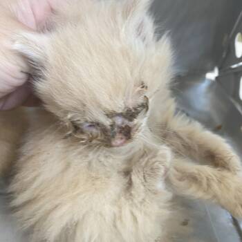 71231 -  Domestic Medium Hair Cat for Adoption in Harrisonburg, Virginia - 71231 | PetCurious